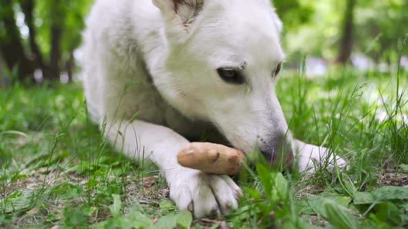 White Swiss Shepherd Nibbles a Stick.