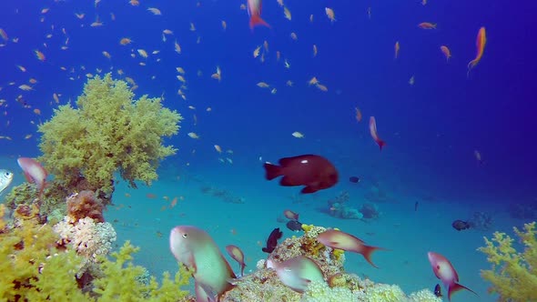 Colorful Fish and Soft Broccoli Coral