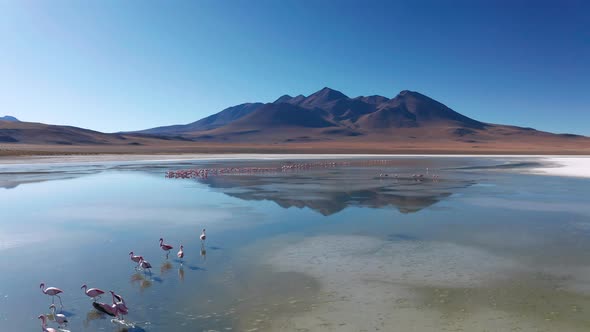 Sunrise View of Laguna De Canapa with Flamingo Bolivia Altiplano