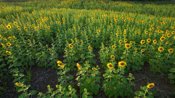 4K Aerial drone shot flying over sunflower fields in sunset