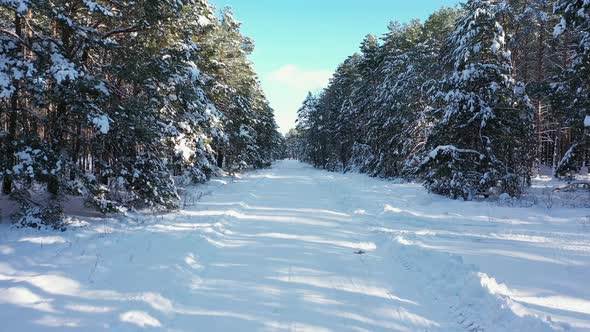 Snow Road in the Winter Forest at the Sunny Day Aerial View