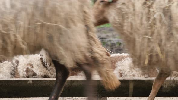 Lambs curious looking into camera in spring season, new life