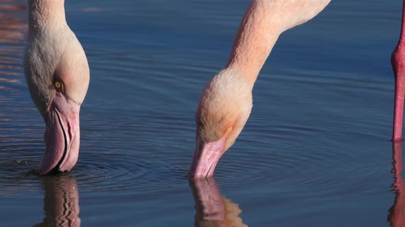 Greater Flamingos, Phoenicopterus roseus,Pont De Gau,Camargue, France