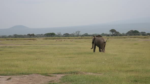 Distraught Male Bull Elephant Furiously Runs Around Pasture In An Excited State