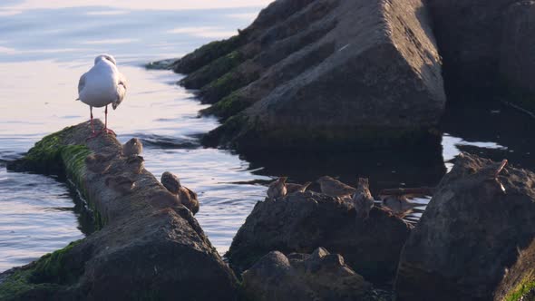 Seagulls And Sparrows On Rocks In Sea. Summer Moning. Black Sea 2