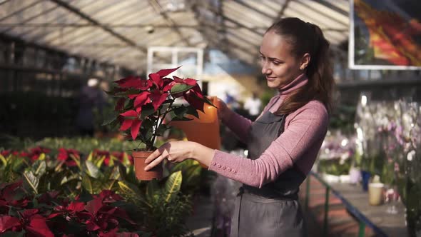 Smiling Young Female Gardener in Uniform Watering a Pot of Red Poinsettia with Garden Watering Can