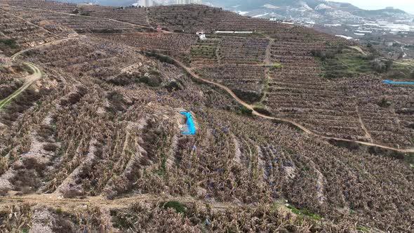 Dry Banana Plantations  4 K Alanya Turkey