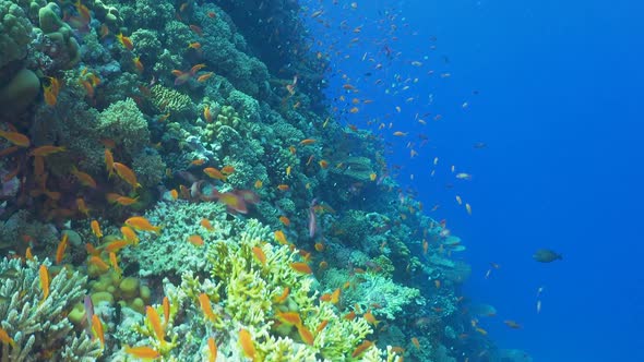 Tropical Fish on Vibrant Coral Reef