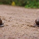 Snails On The Road - VideoHive Item for Sale