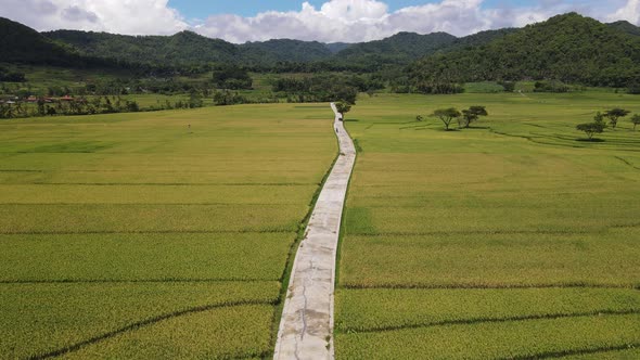 Aerial view of rice field with road in Pronosutan View, Kulon Progo, Yogyakarta