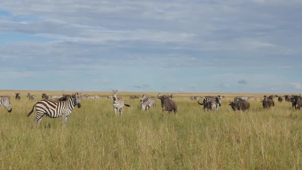 Zebras and Wildebeasts during migration in Africa