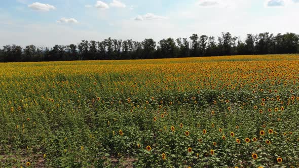 Aerial Drone View of Sunflowers Field. Rows of Sunflowers on a Hill