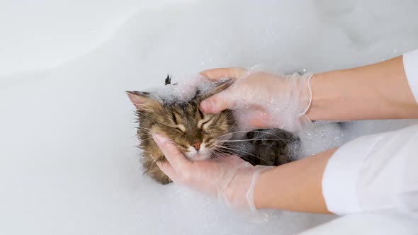 The girl washes a fluffy cat in a bathroom with white foam. Grooming procedure