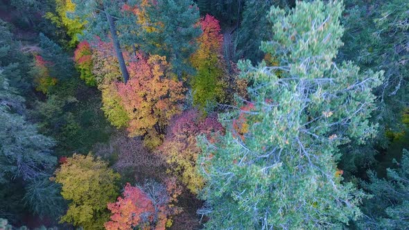 Downward angle of bright colored trees on Mount Lemmon Arizona, drone shot