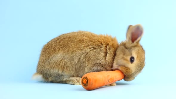 Little Fluffy Brown Handmade Rabbit Eating Ripe Fresh Carrot on a Pastel Blue Background