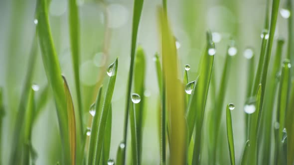 Young Sprouts Grass with Dew