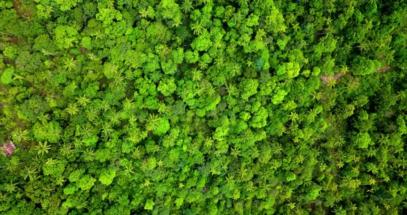 Aerial Shot of Palm Trees Field in the Jungle Koh Phangan Thailand