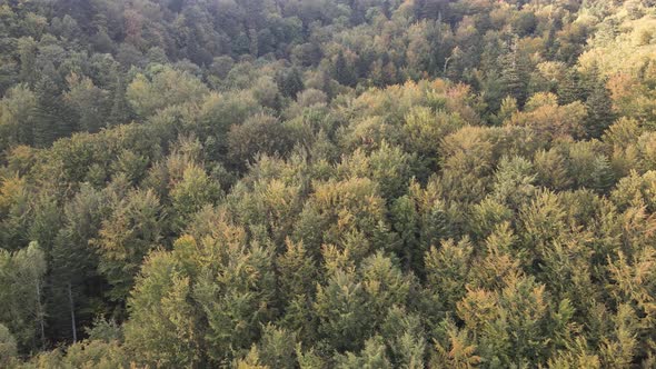 Forest in the Mountains. Aerial View of the Carpathian Mountains in Autumn. Ukraine