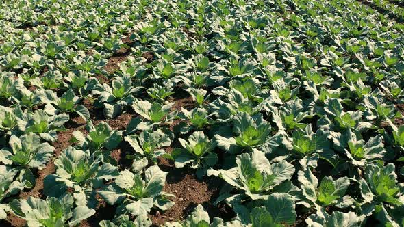 Rows of Cabbage Plantation in the Field. Vegetables Grow in a Rows.