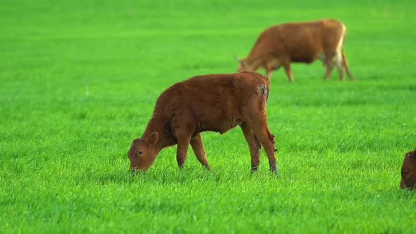 Cows in Field Grazing on Grass and Pasture in Australia on a Farming Ranch