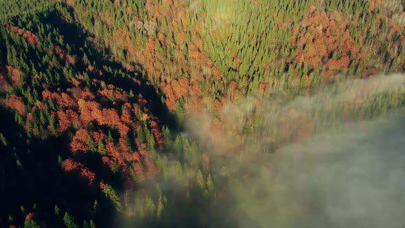 From Above Drone View of Gray Fume Floating Over Forest with Green and Yellow Trees on Autumn Day in