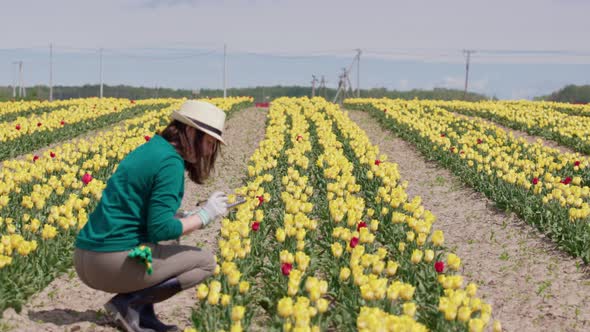 Unrecognizable Female Farmer Gardener Worker Inspecting Yellow Tulip Field Count