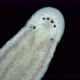 Leech Family Erpobdellidae Under a Microscope Order Arhynchobdellida - VideoHive Item for Sale