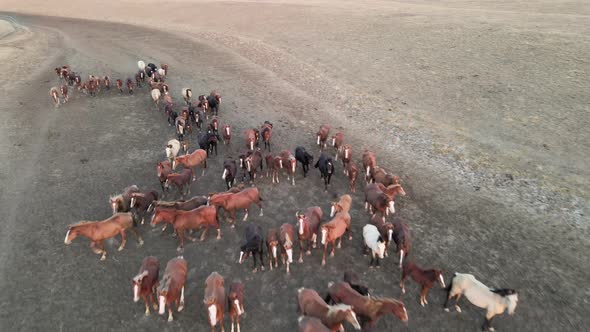 Wild Horses Running