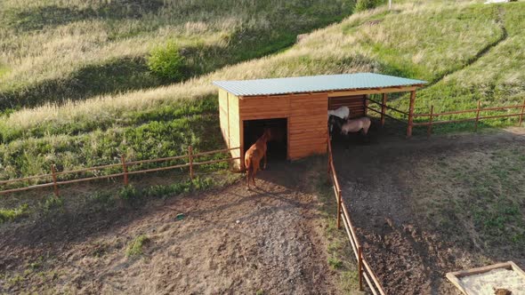 Aerial View of Horses in the Paddock