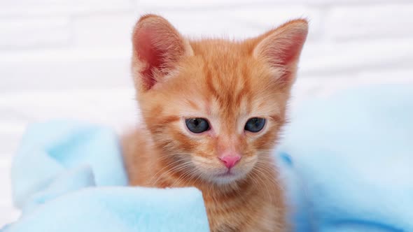 Close up ginger tabby curious kitten sits in a blue blanket in basket and looks around.