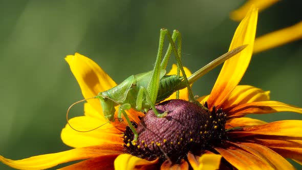 Locust Grasshopper