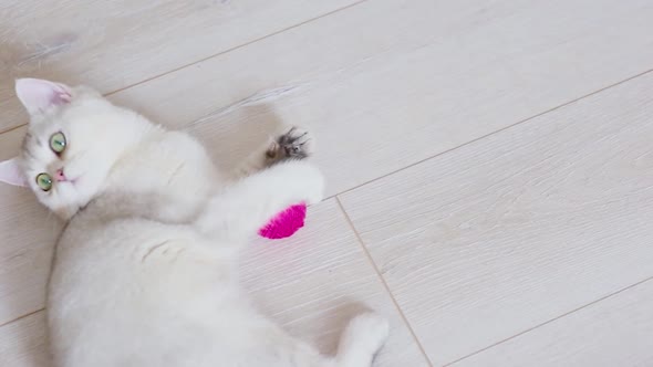 A White British Cat Lies on a Light Floor Play with a Skein of Purple Yarn