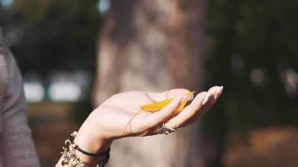 Female Hand Closeup Autumn Leaf Blows Off By the Wind