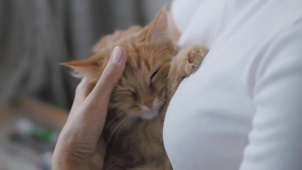 Cute Ginger Cat Dozing on Woman's Hands. Close Up Slow Motion Footage of Fluffy Pet. Woman Stroking