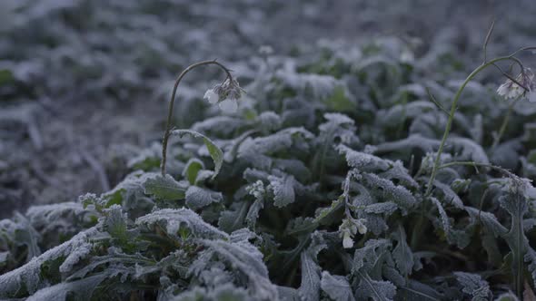 Frozen plants with the morning dew