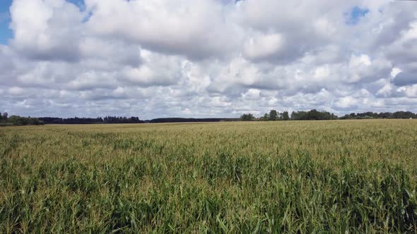 Bird's-eye view of the corn field. In the summer over the corn field.