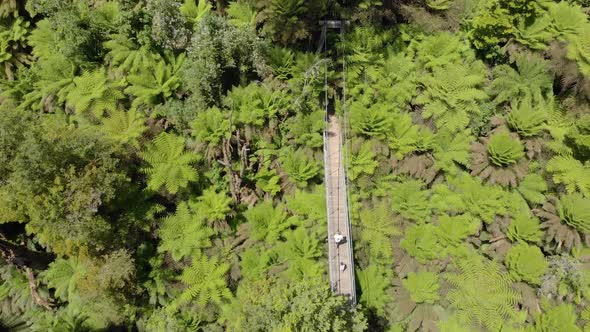 Birds eye view aerial of people walking over a suspension bridge in the forests of Victoria Australi