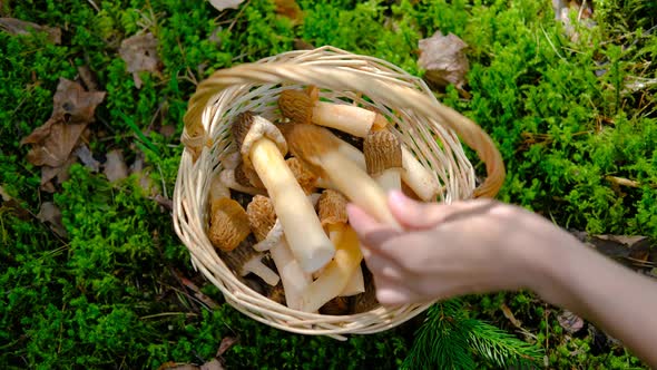 Verpa bohemica in the spring forest. Wicker basket from a vine on a green background