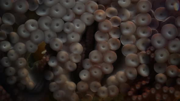 Weird Octopus with Suckers on Arms. Giant Squid Tentacles Macro Close Up. Large Scary Hypnotic