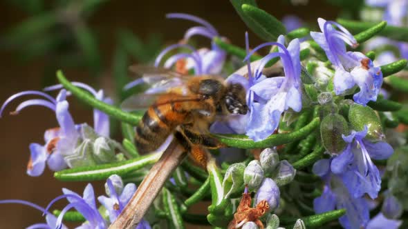 Bee Collecting Pollen From Purple Flowering Rosemary Bush, SLOW MOTION