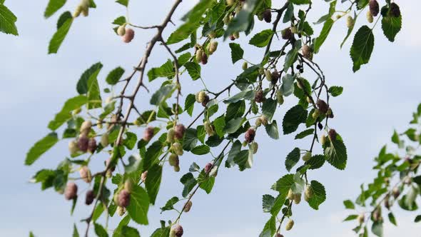 Mulberry Hanging on Tree Branches Against the Sky