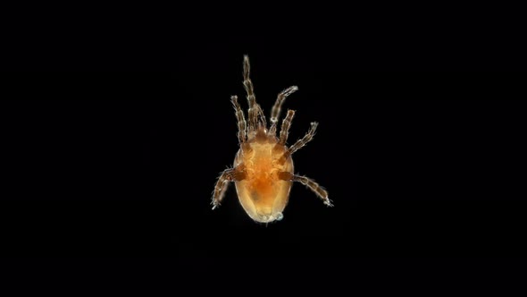 Mite of the Order Mesostigmata Under a Microscope Class Arachnida Superorder Parasitiformes