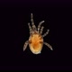Mite of the Order Mesostigmata Under a Microscope Class Arachnida Superorder Parasitiformes - VideoHive Item for Sale