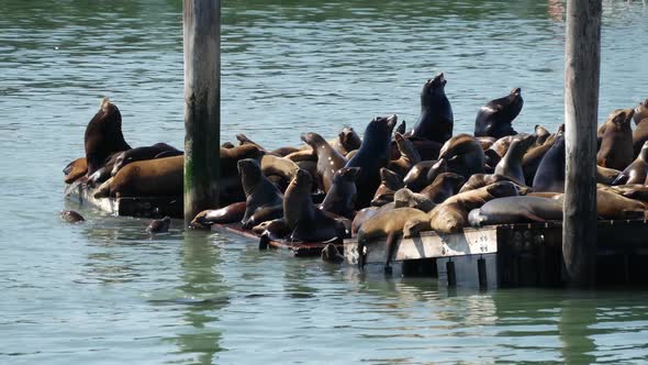 Sea lions on Pier 39