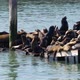 Sea lions on Pier 39 - VideoHive Item for Sale