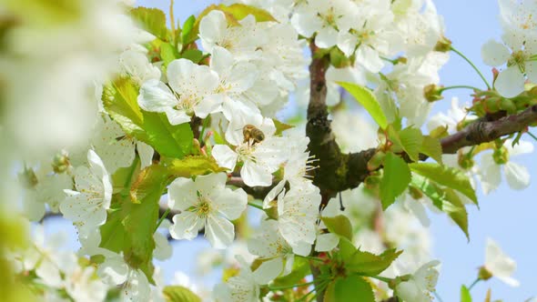 Bee Pollinates White Flowers on the Branches of Sweet Cherries