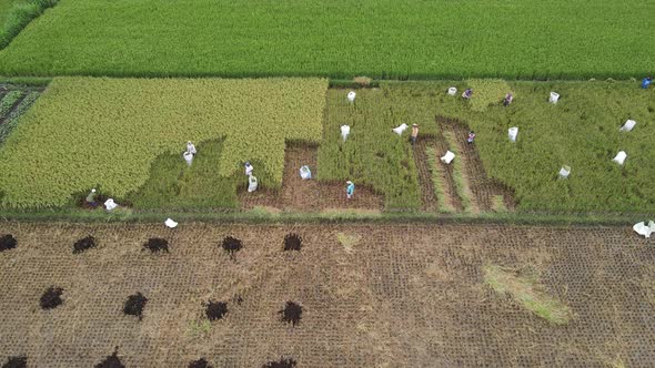 Aerial view of farmer harvest rice field together.