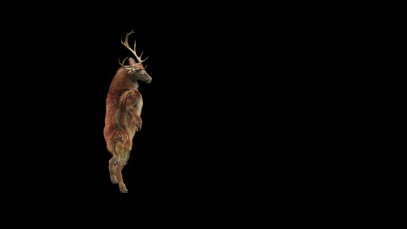 49 Deer Dancing HD