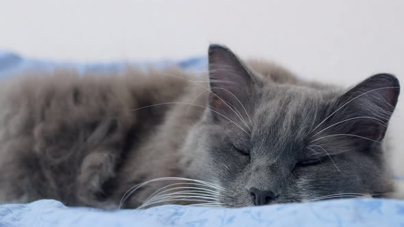 A Fluffy Gray Cat Sleeps Quietly on a Bed in a Dream He Has a Dream and the Cat Starts Meowing While