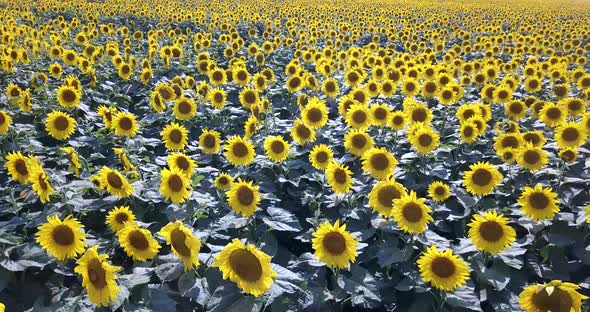 Fields with an Infinite Sunflower